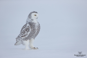 DXP4422-Harfang des neiges