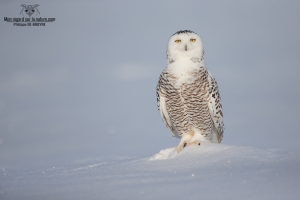 DXP4855-Harfang des neiges