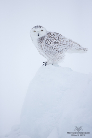 _DXP7556-Harfang des neiges