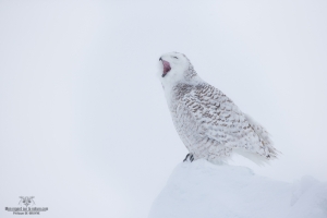 _DXP7583-Harfang des neiges