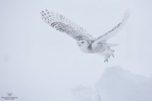 _DXP7619-Harfang des neiges