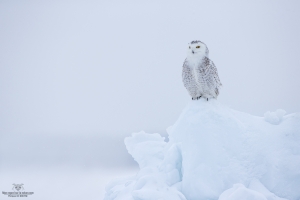 _DXP7670-Harfang des neiges