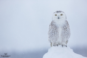 _DXP7699-Harfang des neiges