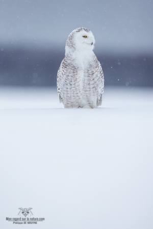 _DXP7804 Harfang des neiges