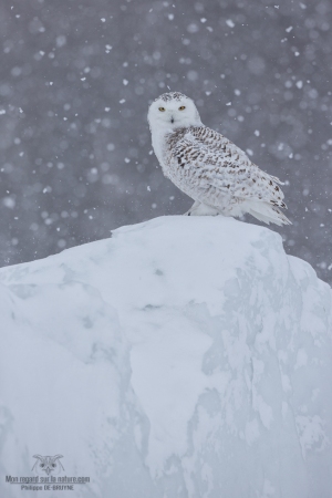 _DXP7970-Harfang des neiges