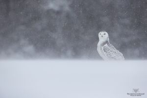 _DXP8449-Harfang des neiges