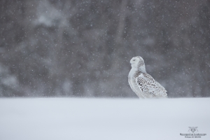 _DXP8455-Harfang des neiges