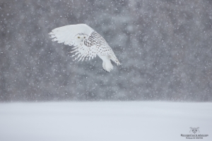 _DXP8615-Harfang des neiges