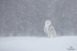 _DXP8636-Harfang des neiges