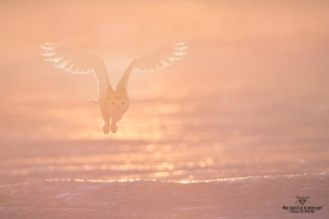 _DXP8834 Harfang des neiges