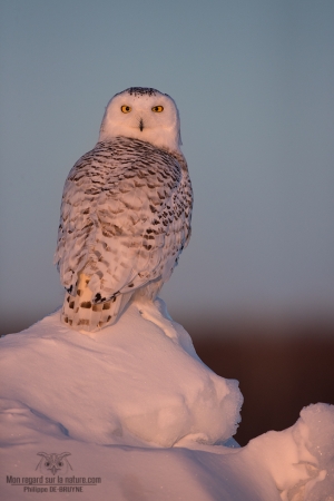 _DXP8896 Harfang des neiges