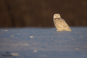 _DXP9048 Harfang des neiges