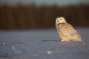 _DXP9089-Harfang des neiges