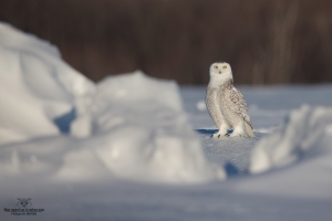 _DXP9201 Harfang des neiges