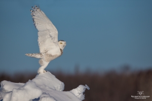 _DXP9383-Harfang des neiges