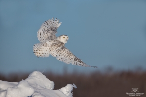 _DXP9384-Harfang des neiges