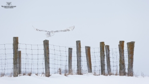 _DXP9642 Harfang des neiges