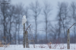 _DXP9845 Harfang des neiges