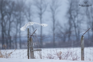 _DXP9849 Harfang des neiges