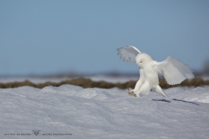 _HIL0273-Harfang des neiges