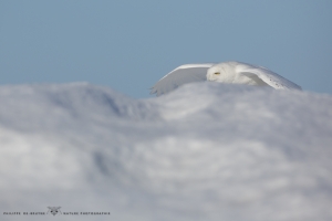 _HIL0339-Harfang des neiges
