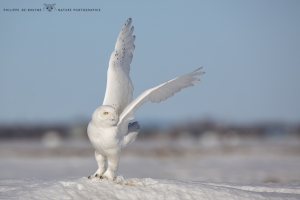_HIL0540-Harfang des neiges