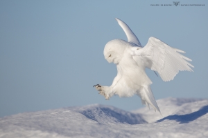 _HIL0624-Harfang des neiges