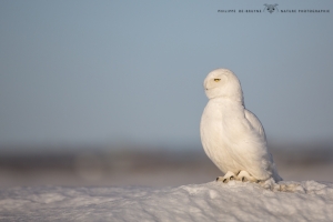 _HIL0898-Harfang des neiges