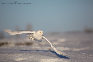 _HIL0985-Harfang des neiges