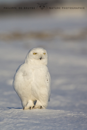 _HIL1147-Harfang des neiges