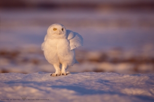 _HIL1429-Harfang des neiges