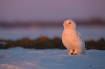 _HIL1517-Harfang des neiges