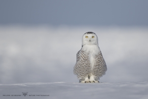 Harfang_des_neiges_2015_7
