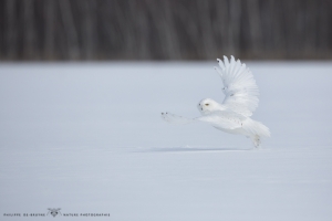 Harfang_des_neiges_2015_10