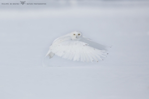 Harfang_des_neiges_2015_12