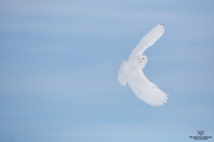 _HIL3173 Harfang des neiges