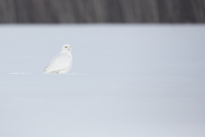 Harfang_des_neiges_2015_15