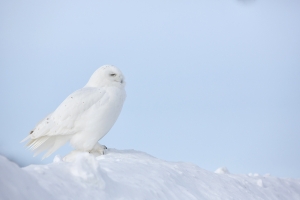 Harfang_des_neiges_2015_16