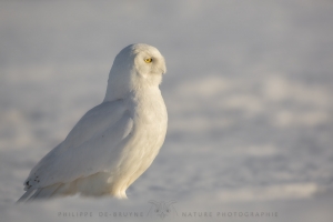 _HIL4496-Harfang des neiges mâle