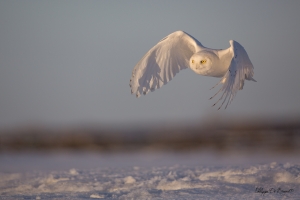 _HIL4926-Harfang des neiges