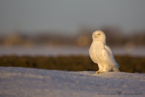 _HIL4929-Harfang des neiges