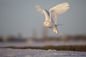 _HIL4945-Harfang des neiges