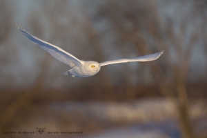 _HIL5038-Harfang des neiges