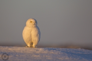 _HIL5065-Harfang des neiges