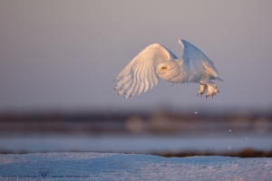 _HIL5144-Harfang des neiges