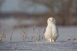 _HIL5379-Harfang des neiges