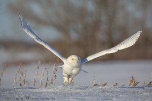 _HIL5400-Harfang des neiges