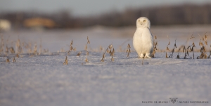 _HIL5591-Harfang des neiges