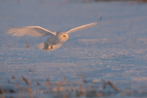 _HIL6002-Harfang des neiges