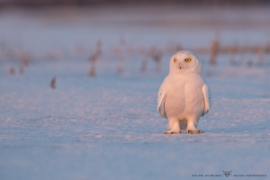 _HIL6111 Harfang des neiges